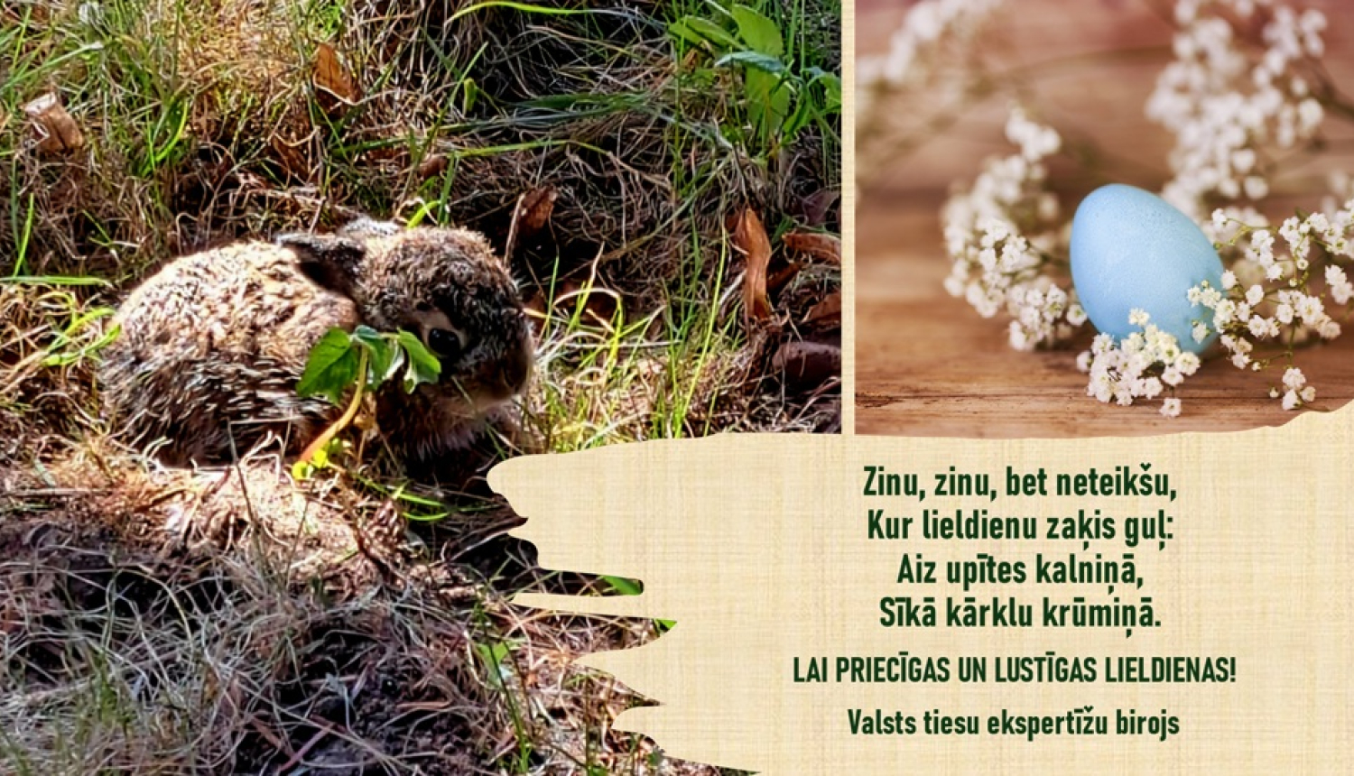 zaķis