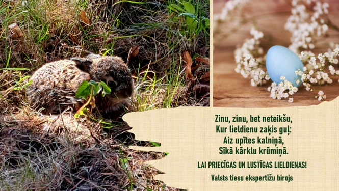 zaķis