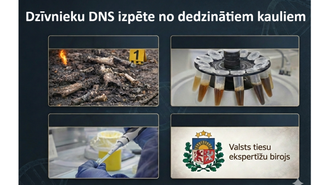 kaulu dns izpēte