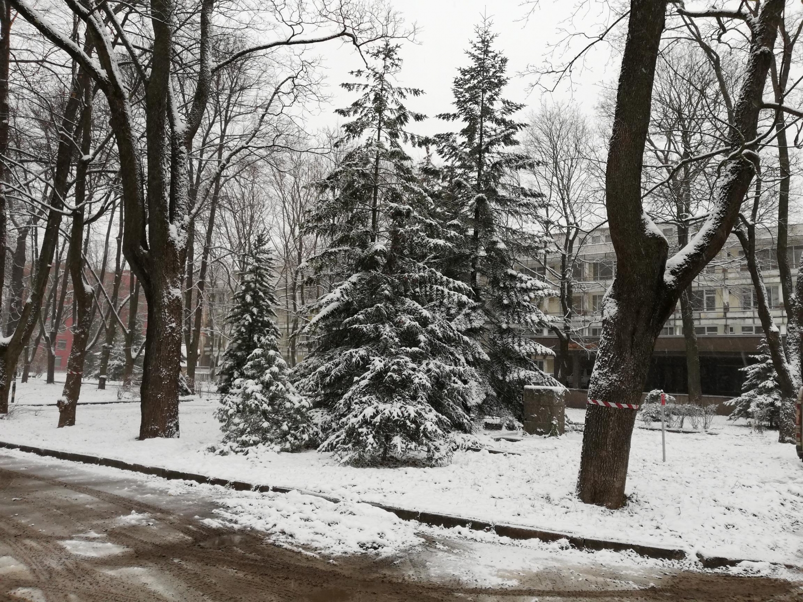 koki ziemā