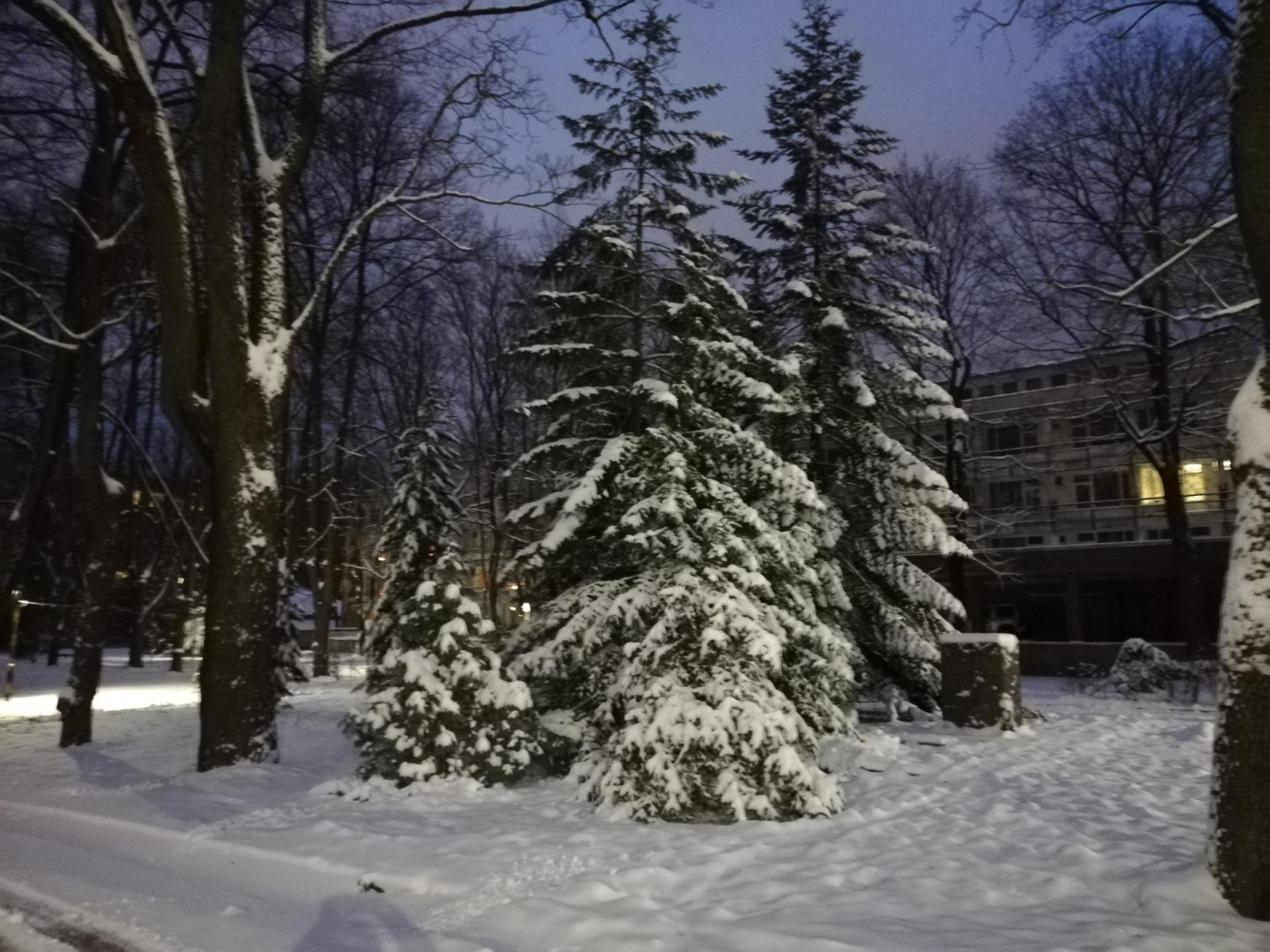 koki ziemā
