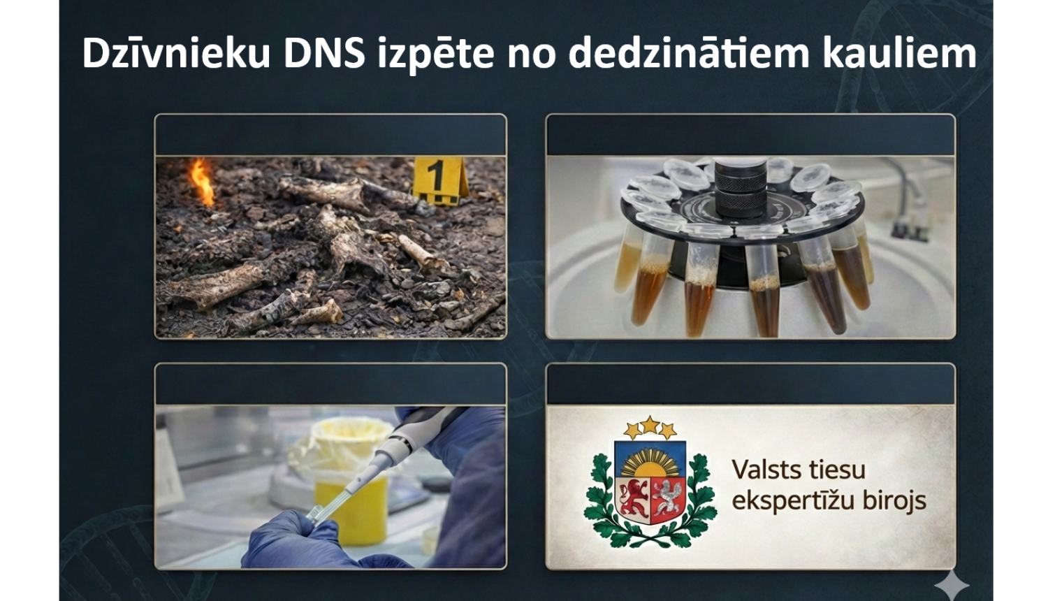 kaulu dns izpēte